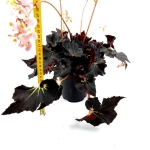 Begonia Black Fang - XL
