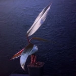 Philodendron Lisa / Majesty S