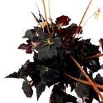 Begonia Black Fang - XL