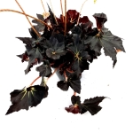 Begonia Black Fang - XL