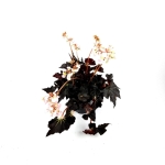 Begonia Black Fang - XL