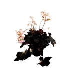 Begonia Black Fang - XL