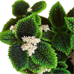 Pilea "Moon Valley" - poglądowe zdjęcie gatunku