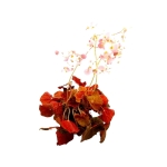 Begonia Autumn Crinkle - XL