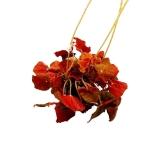 Begonia Autumn Crinkle - XL