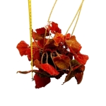 Begonia Autumn Crinkle - XL