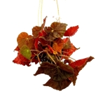 Begonia Autumn Crinkle - XL