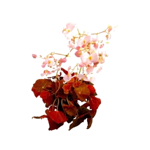 Begonia Autumn Crinkle