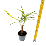 Codiaeum var. pictum - S