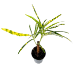 Codiaeum var. pictum - S