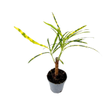 Codiaeum var. pictum - S