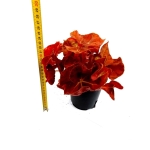 Begonia Autumn Ember - XL