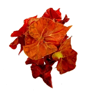 Begonia Autumn Ember
