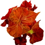 Begonia Autumn Ember - XL