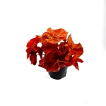 Begonia Autumn Ember - XL