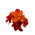 Begonia Autumn Ember - XL