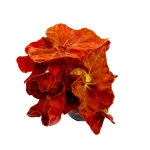Begonia Autumn Ember - XL
