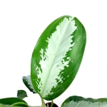 Aglaonema Diamond Bay - M