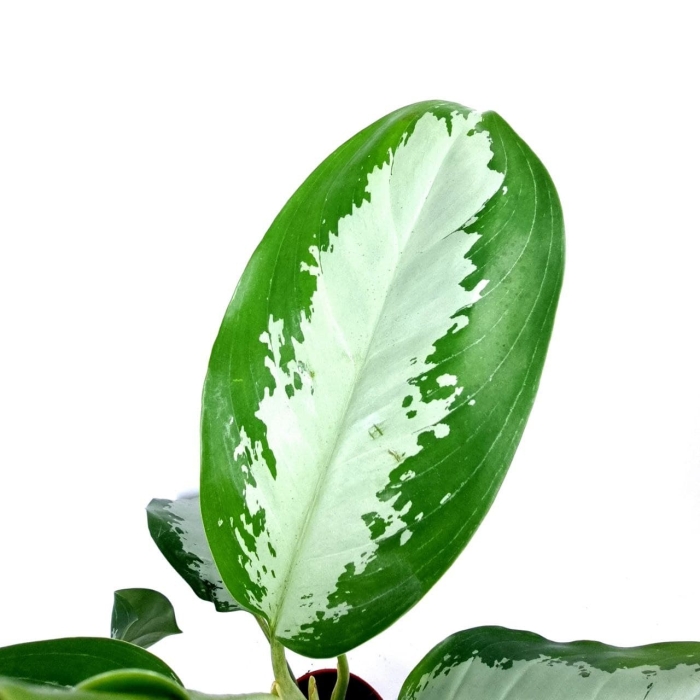 Aglaonema Diamond Bay - M