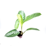 Aglaonema "Silver Bay" - M