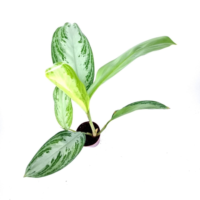 Aglaonema Silver Bay - XL