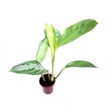 Aglaonema "Silver Bay" - M