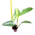 Aglaonema "Silver Bay" - M