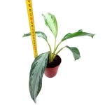 Aglaonema "Silver Bay" - M