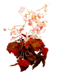 Begonia Autumn Crinkle