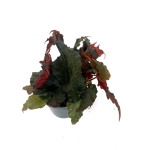 Begonia Royal Velour - M
