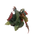 Begonia Royal Velour - M