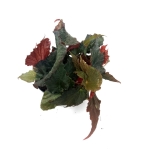 Begonia Royal Velour - M