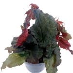 Begonia Royal Velour - M