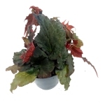 Begonia Royal Velour - M