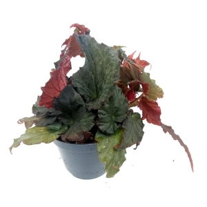 Begonia Royal Velour