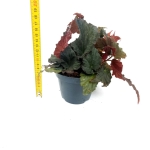 Begonia Royal Velour - M