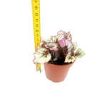 Begonia Indian Summer - M