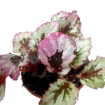 Begonia Indian Summer - M