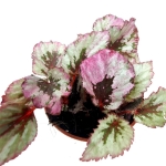 Begonia Indian Summer - M