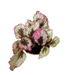 Begonia Indian Summer - M