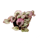Begonia Indian Summer - M