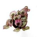 Begonia Indian Summer - M