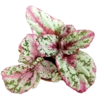 Begonia Evening Glow - M