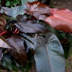 Philodendron Lisa / Majesty