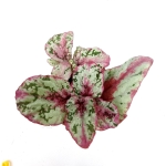 Begonia Evening Glow - M
