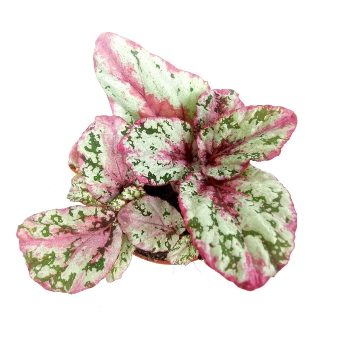 Begonia Evening Glow - M