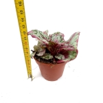 Begonia Evening Glow - M