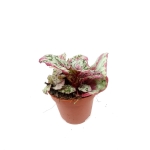 Begonia Evening Glow - M