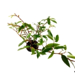 Begonia obscura - L