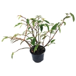 Begonia obscura - L